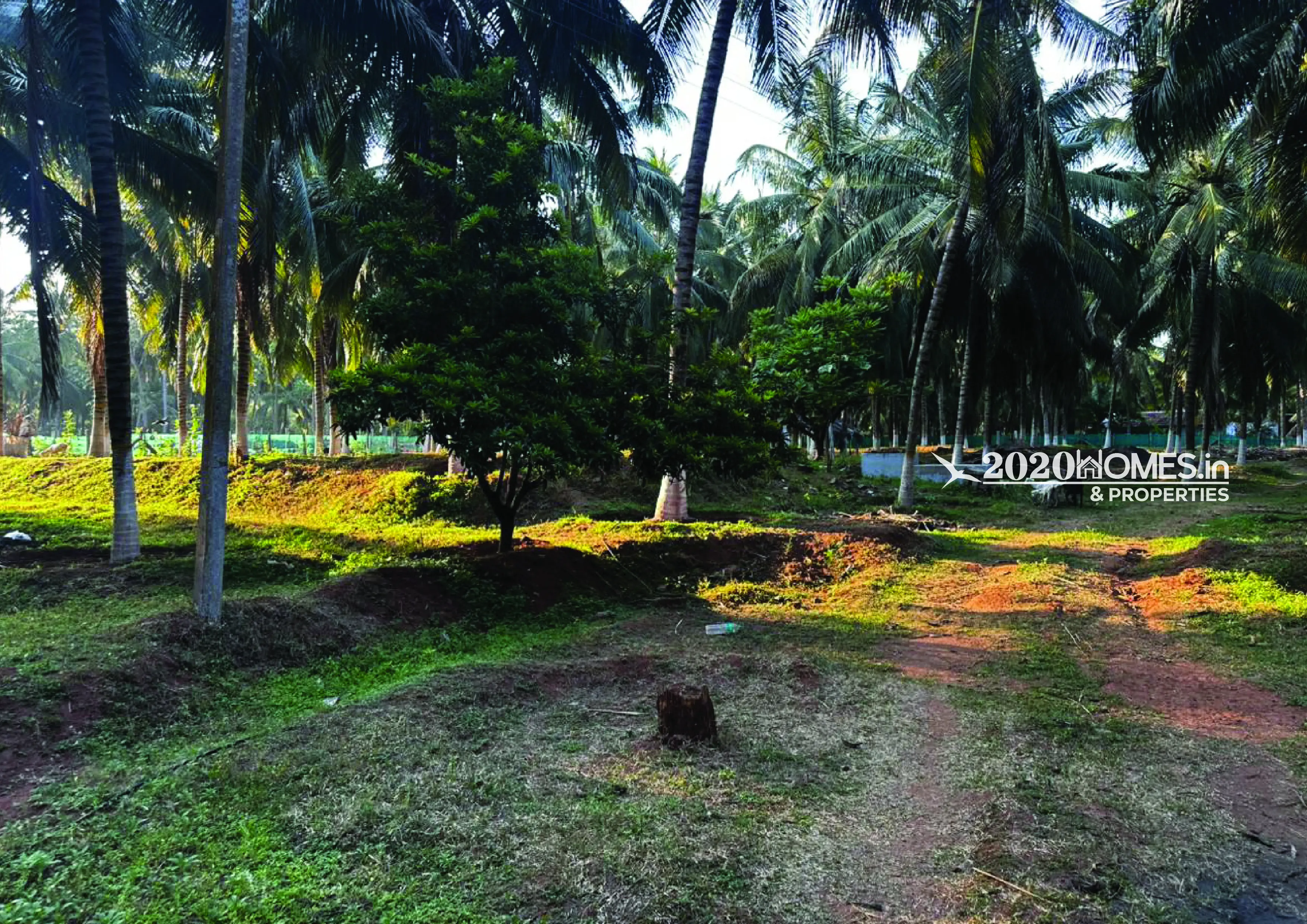 Premium Coconut Farm Narikalpathi